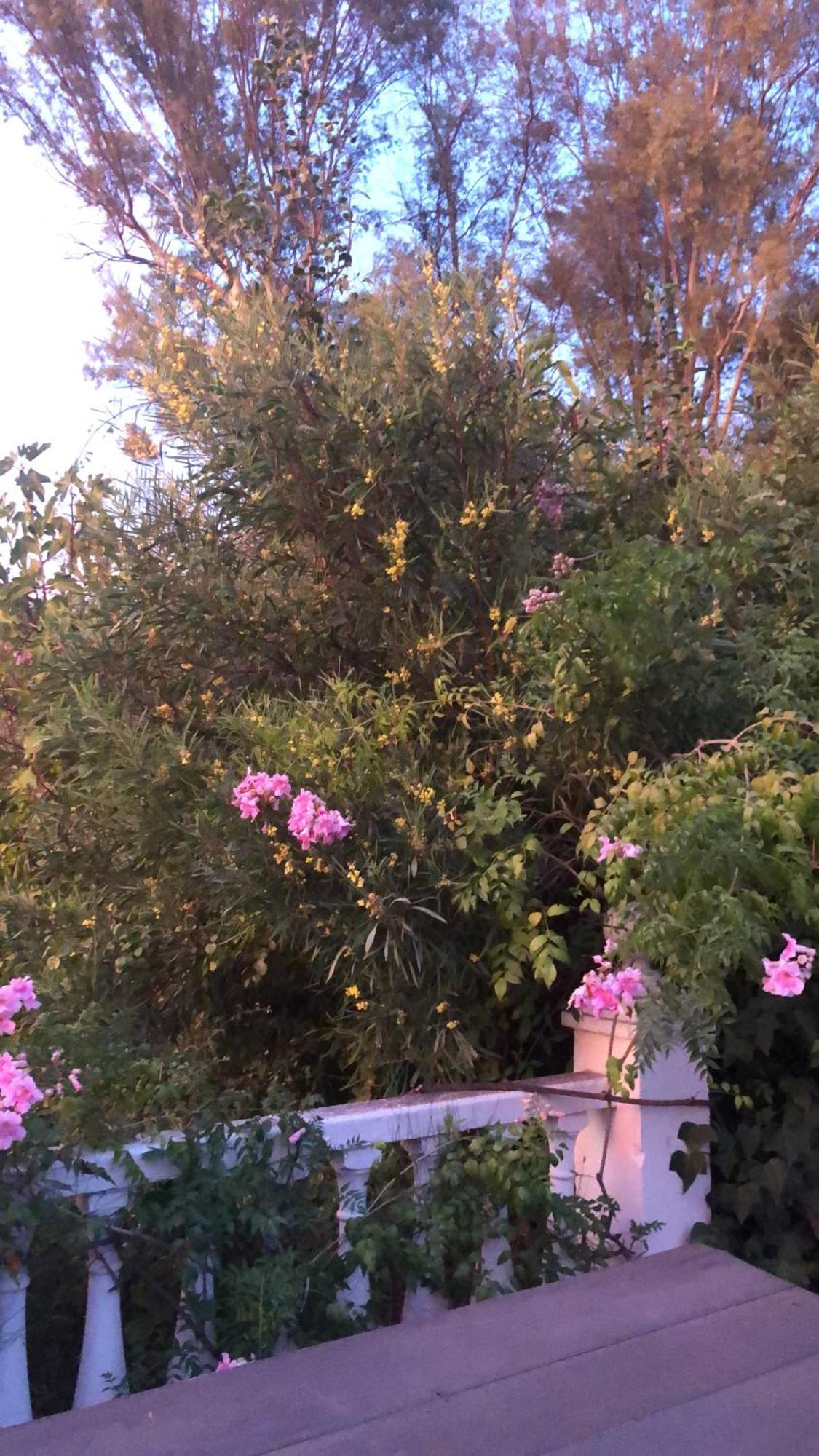 Finca El Rio,, La Casita One Of 2 Self Catering Studios. Pool And Hydrotherapy Jacuzzi Μάλαγα Εξωτερικό φωτογραφία